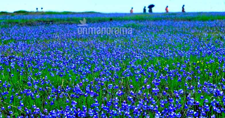 Madayipara A Bloom For Every Season Glimpses Of Kerala Trekking Destinations Travel Kannur Leisure Tourism Videos