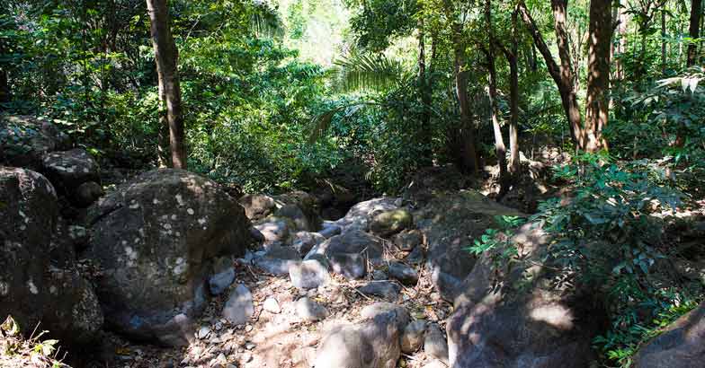 Enthayar - A trek in the forest of springs Enthayar - A trek in the forest of springs