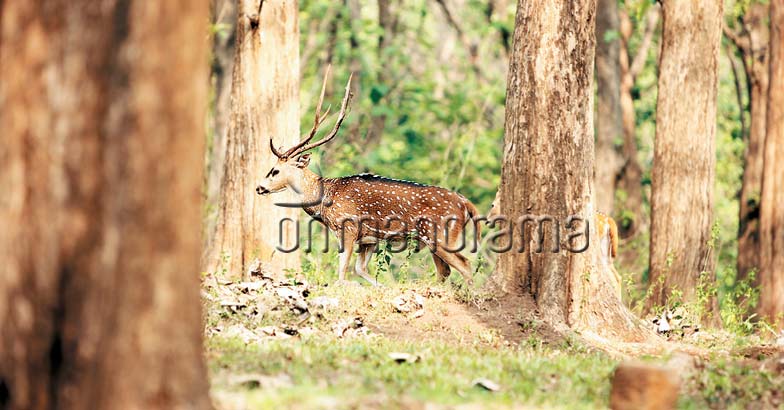 Parambikulam Parambikulam