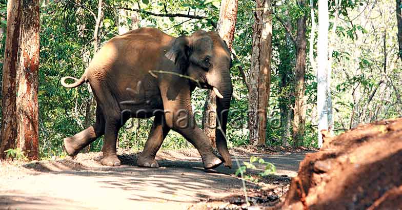 Parambikulam Parambikulam