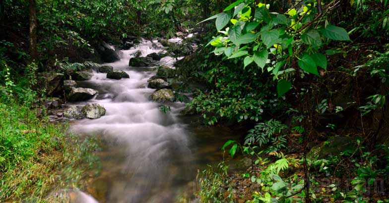 the-valley-of-silence-glimpses-of-kerala-silent-valley-palakkad