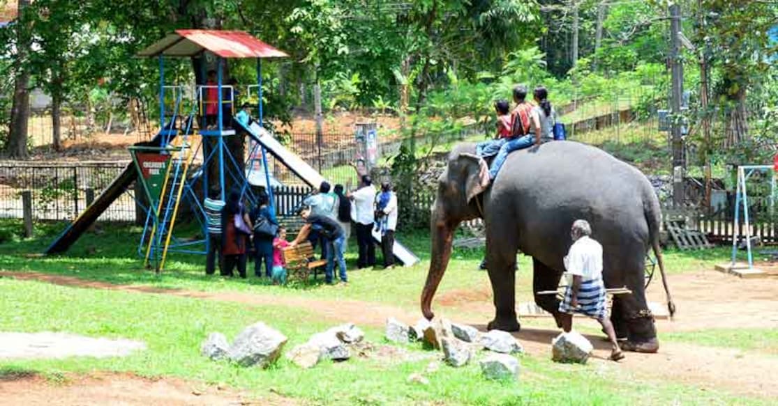 The elephant chronicles from Konni The elephant chronicles from Konni. Photo: Nikhil Raj