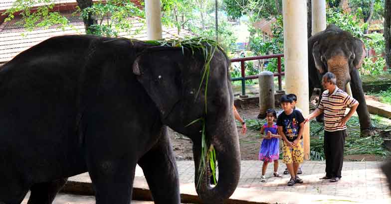The elephant chronicles from Konni The elephant chronicles from Konni