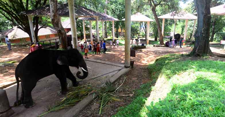 The elephant chronicles from Konni The elephant chronicles from Konni