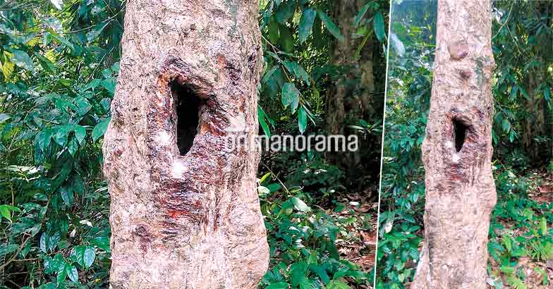 The unexplored Pathanamthitta The unexplored Pathanamthitta