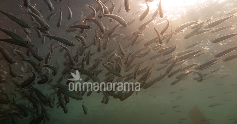 Exploring the life underwater at Kovalam Exploring the life underwater at Kovalam
