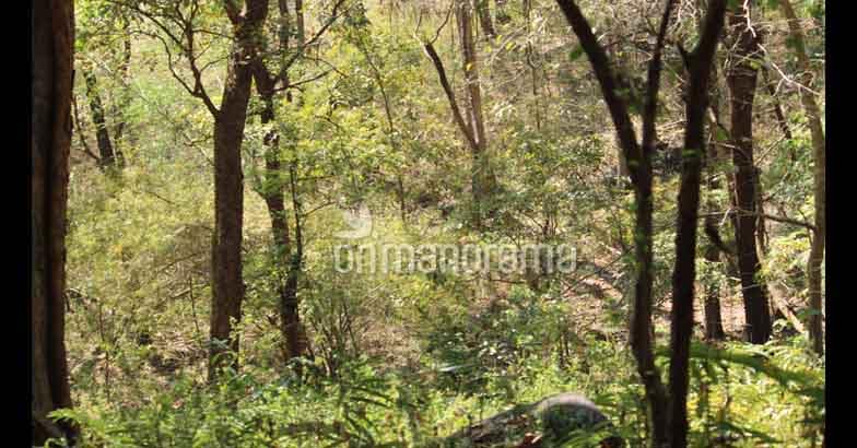 No one's going to tell you about these three treks in Thrissur No one's going to tell you about these three treks in Thrissur