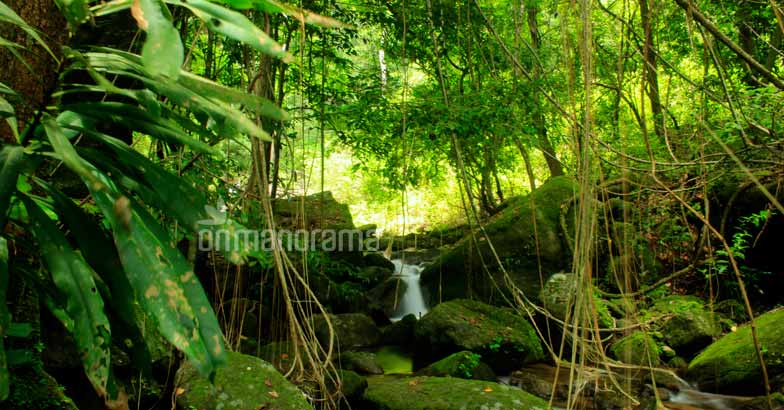 No one's going to tell you about these three treks in Thrissur No one's going to tell you about these three treks in Thrissur