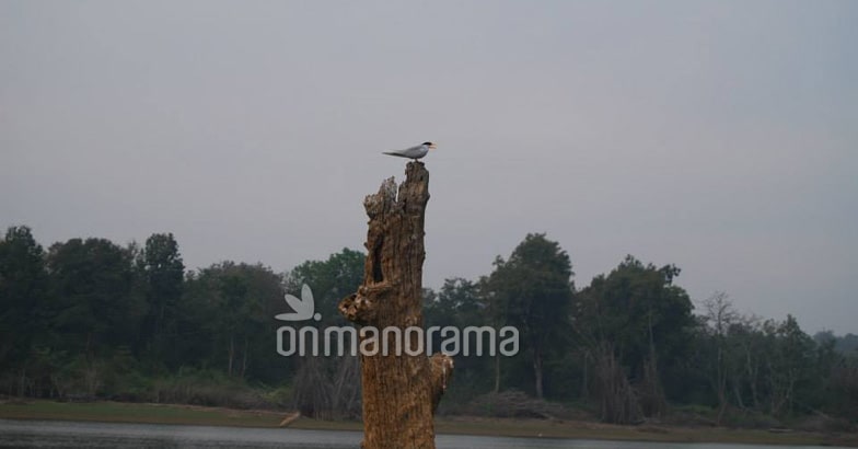 River Kabini River Kabini