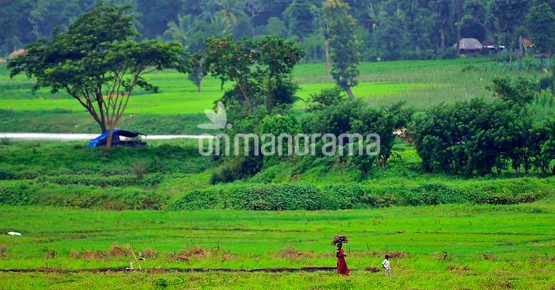 Green, green grass of home. Photo: Rahul Pattom