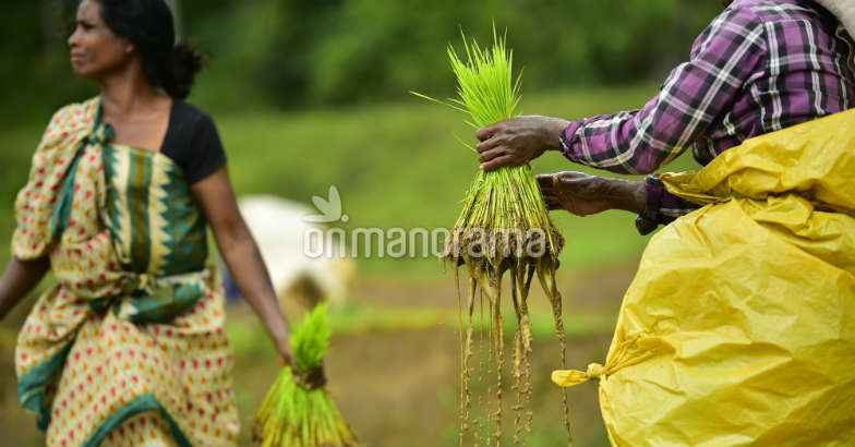 Chingam is here: A time to start fresh Chingam is here: A time to start fresh