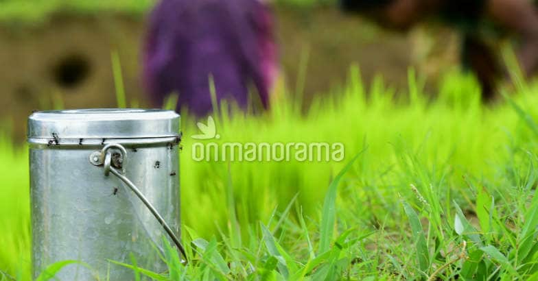 Chingam is here: A time to start fresh Chingam is here: A time to start fresh