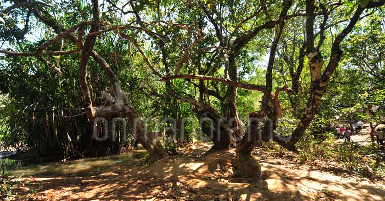 Kuruva Kuruva
