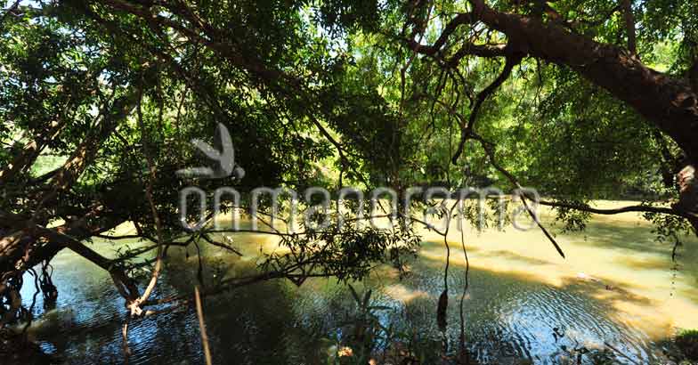 Kuruva Kuruva