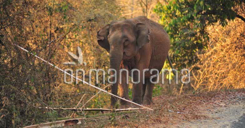 Muthanga Wildlife sanctuary Muthanga Wildlife sanctuary