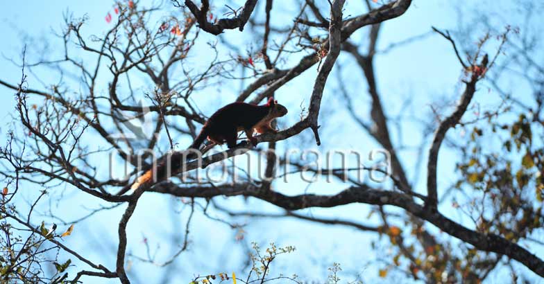 Muthanga Wildlife sanctuary Muthanga Wildlife sanctuary