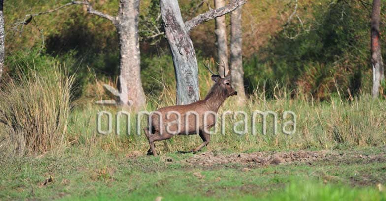 Muthanga Wildlife sanctuary Muthanga Wildlife sanctuary