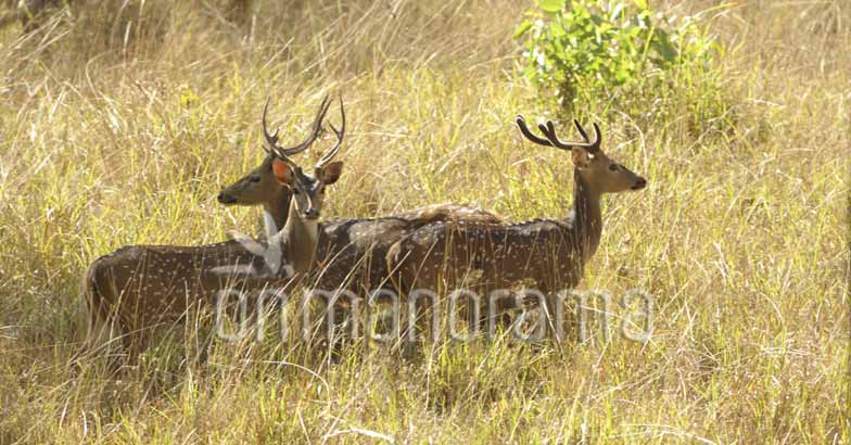 Muthanga Wildlife sanctuary Muthanga Wildlife sanctuary