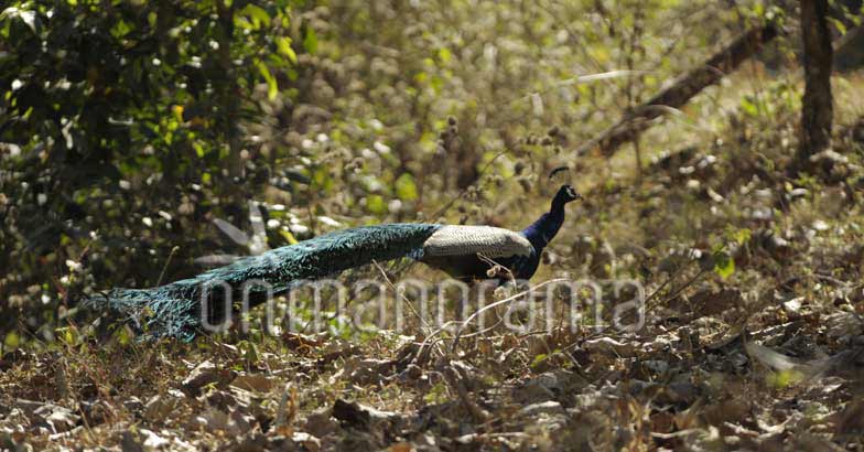 Muthanga Wildlife sanctuary Muthanga Wildlife sanctuary