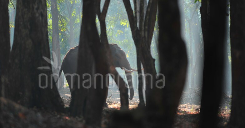 Muthanga Wildlife sanctuary Muthanga Wildlife sanctuary