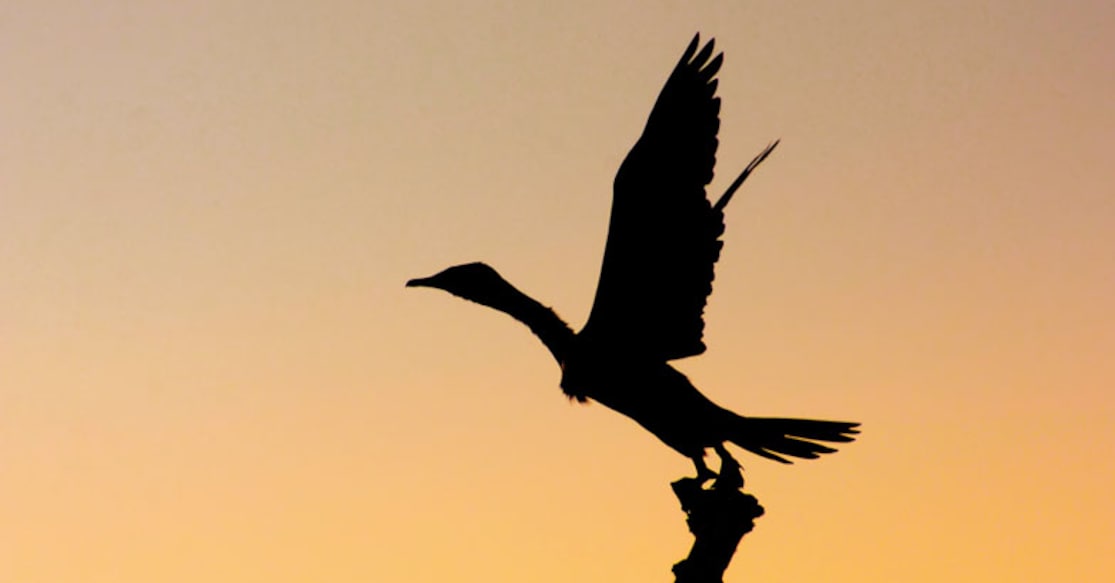 Mapped: Your handy guide to bird watching in Kerala. Photo: Gettyimages