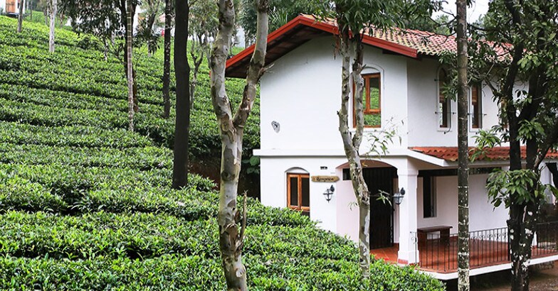 Tea terrace Tea terrace