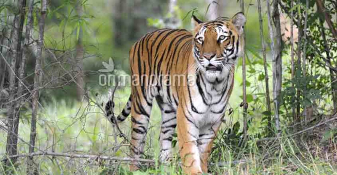 tiger