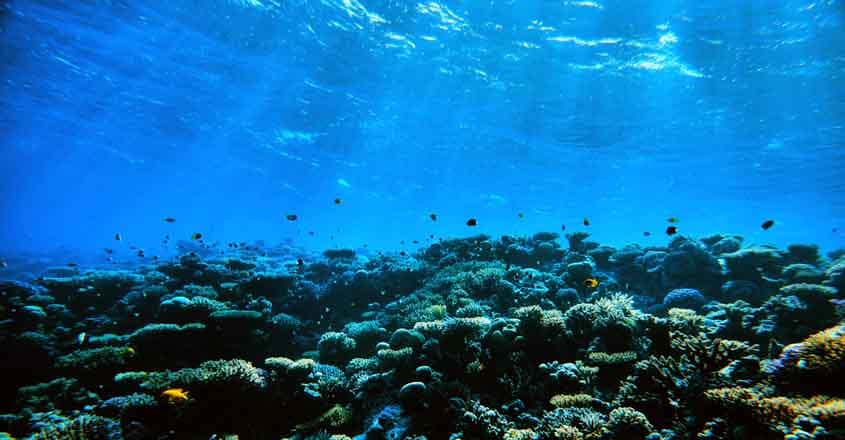 544665844 horizontal shot of tropical fishes swimming underwater near soft corals.