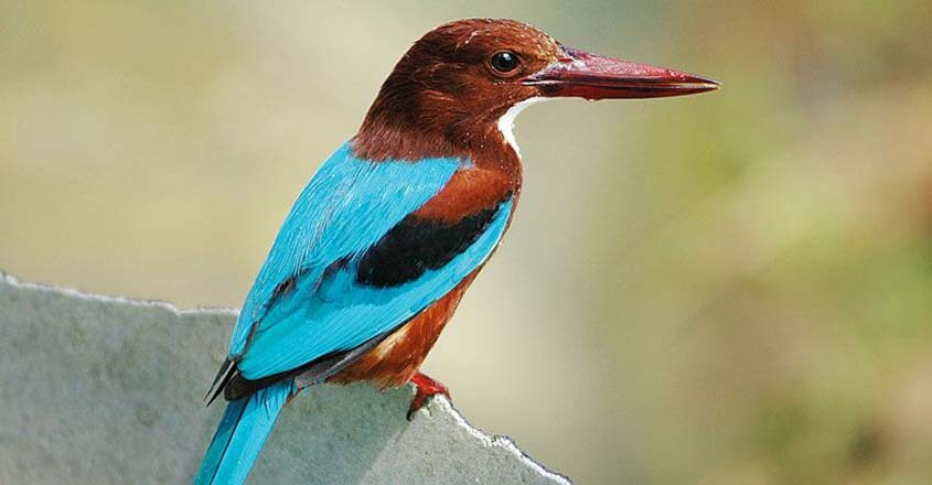 wild-safari-whitebreasted-kingfisher-smitha_1 wild-safari-whitebreasted-kingfisher-smitha_1