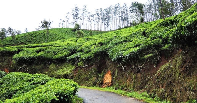 Munnar-Marayur Road Munnar-Marayur Road