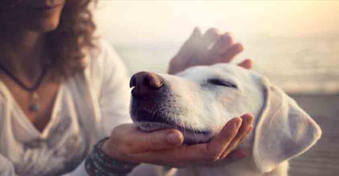 Simple ways to keep pets warm in winter Simple ways to keep pets warm in winter