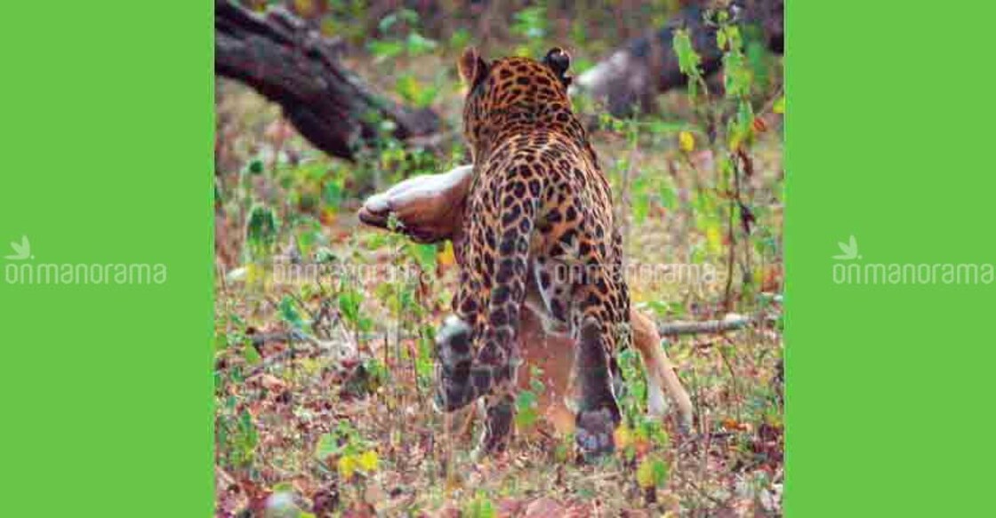 Leopard enters Gujarat secretariat; search operation on