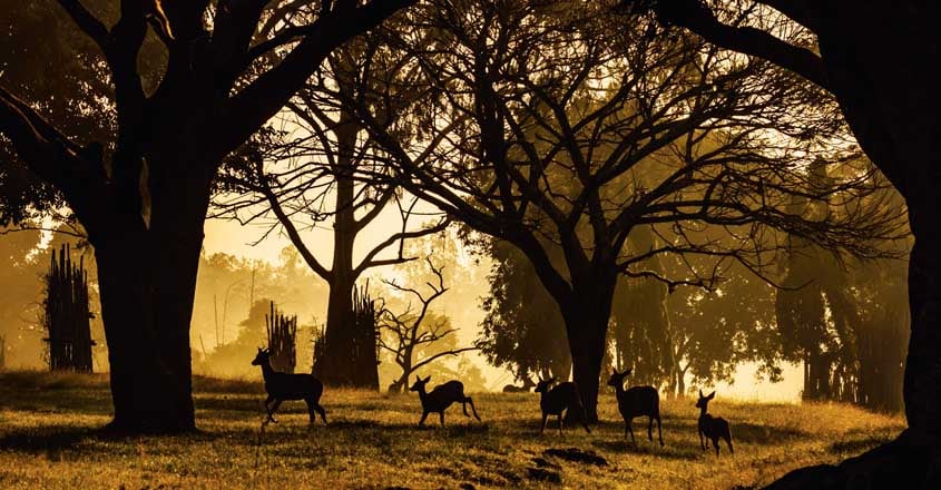 safari-deer safari-deer