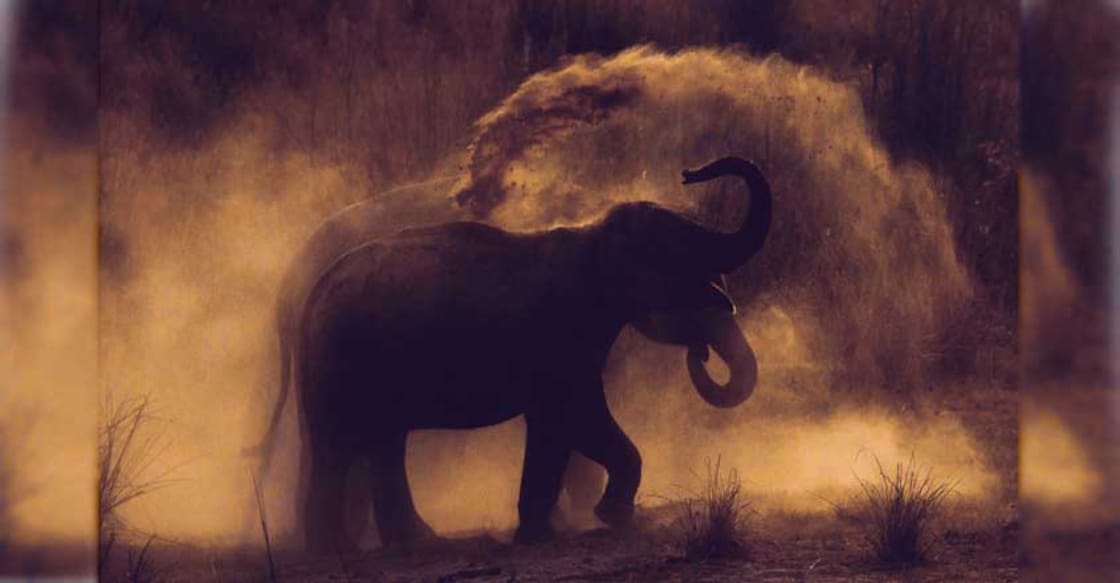 Three held in connection with killing of wild elephant in Kollam