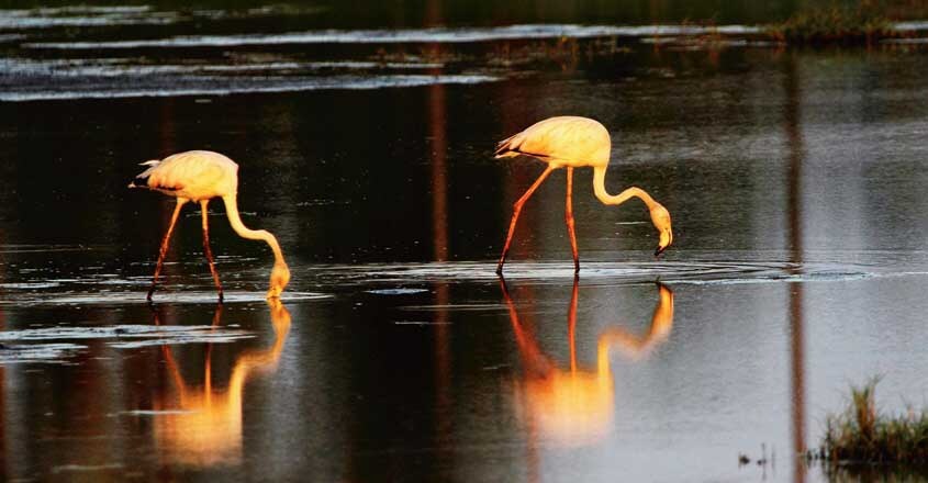 safari-flamingo safari-flamingo
