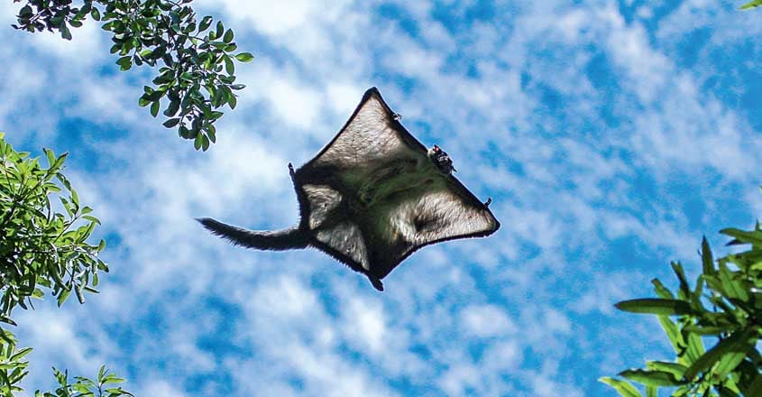 safari-flying-bat safari-flying-bat