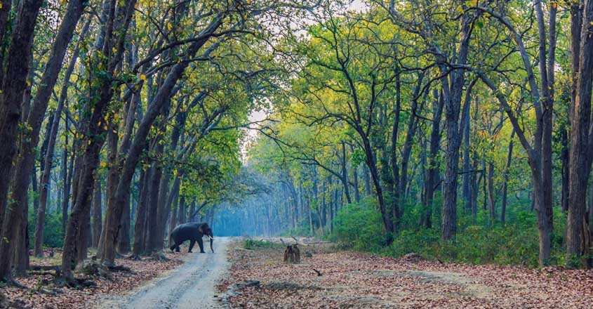 safari-road safari-road