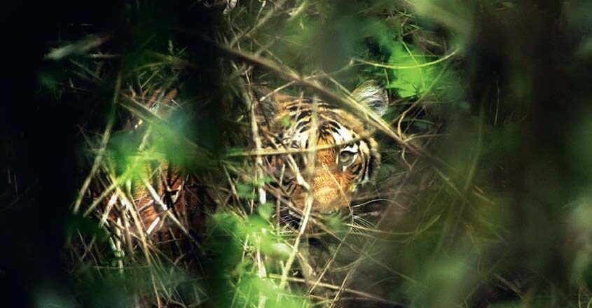 safari-tiger safari-tiger