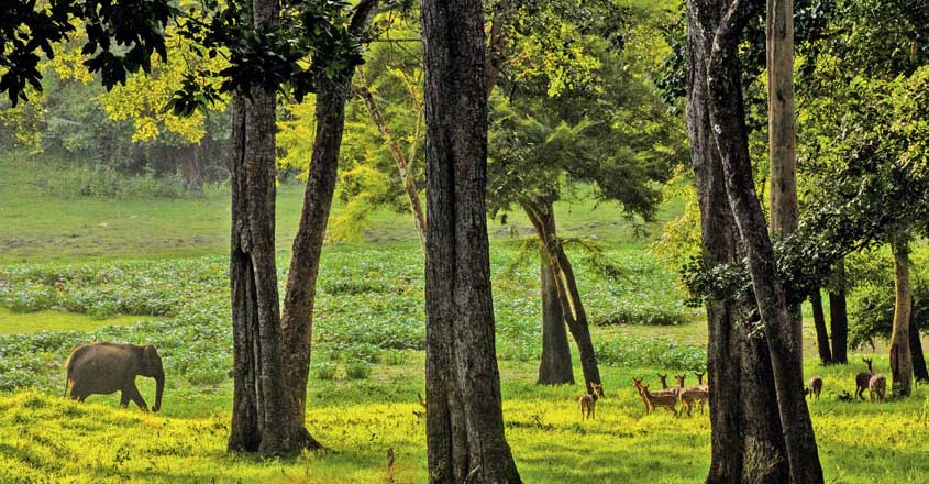 safari-wide safari-wide