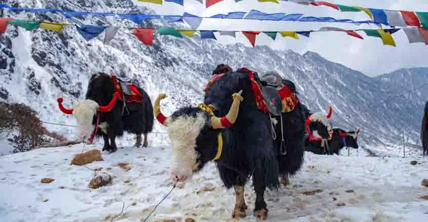 gangtok-yak gangtok-yak