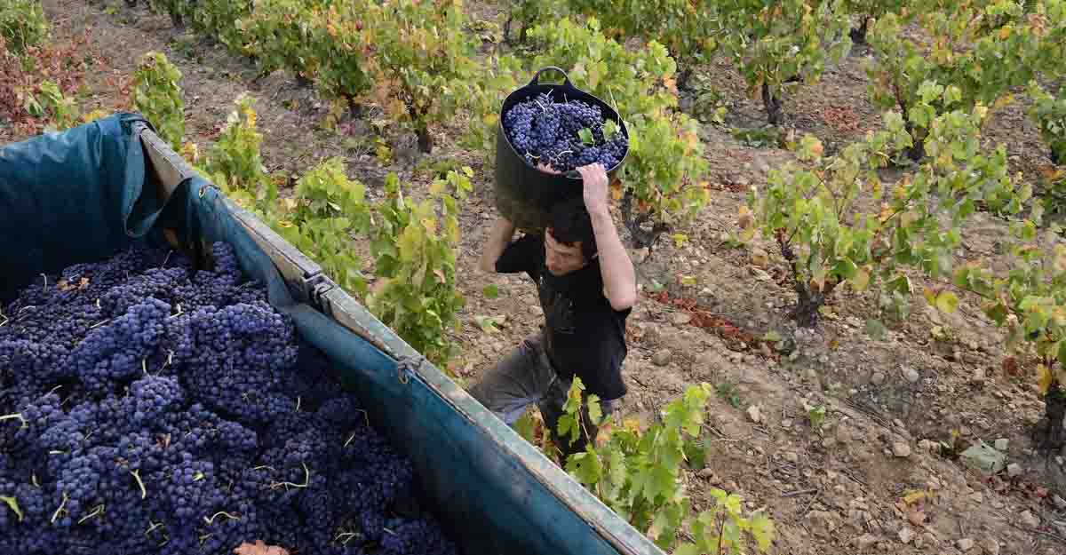 vineyard vineyard