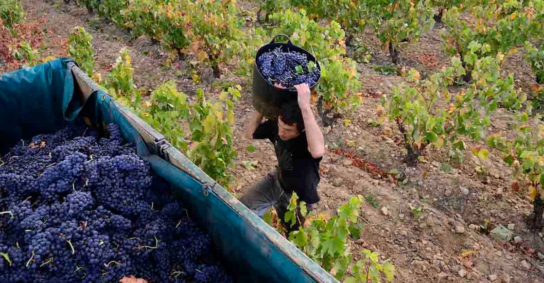 vineyard
