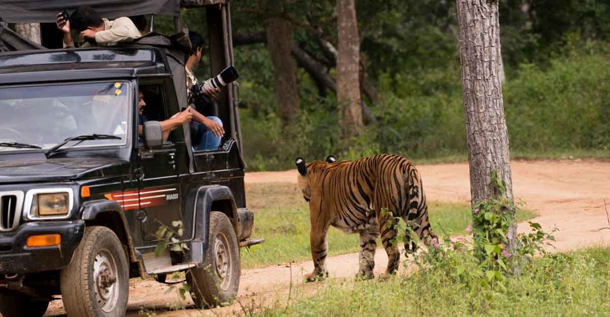 Do's and don'ts while planning a wildlife safari Do's and don'ts while planning a wildlife safari