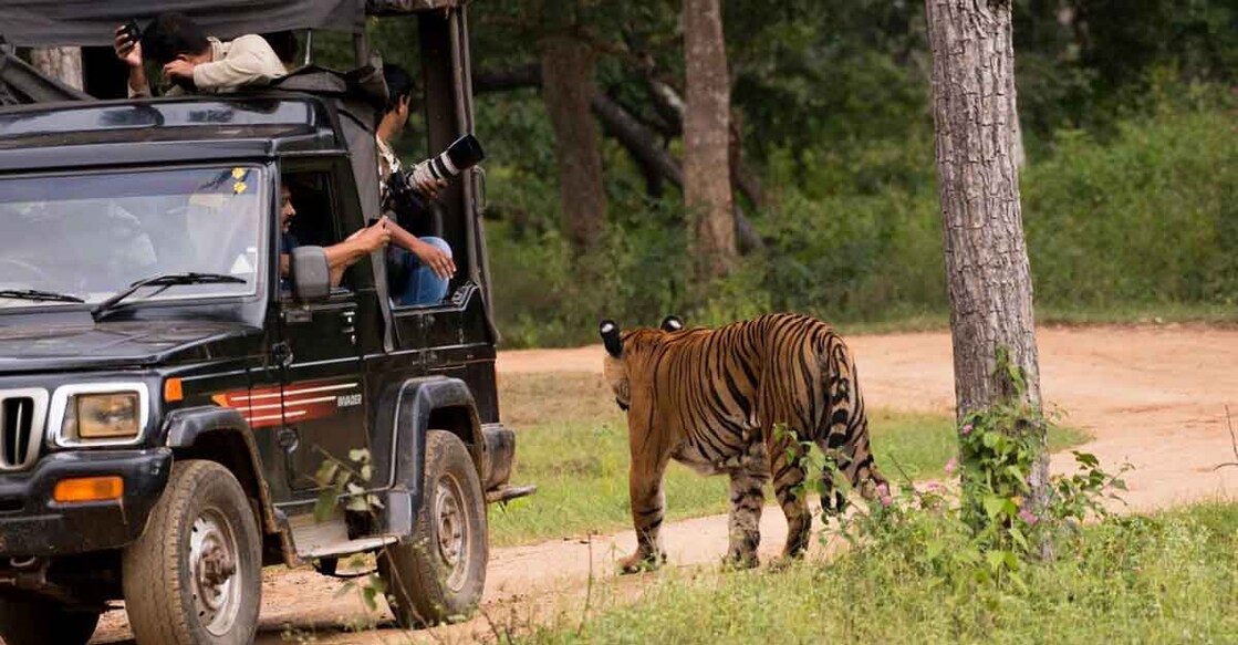 Do's and don'ts while planning a wildlife safari