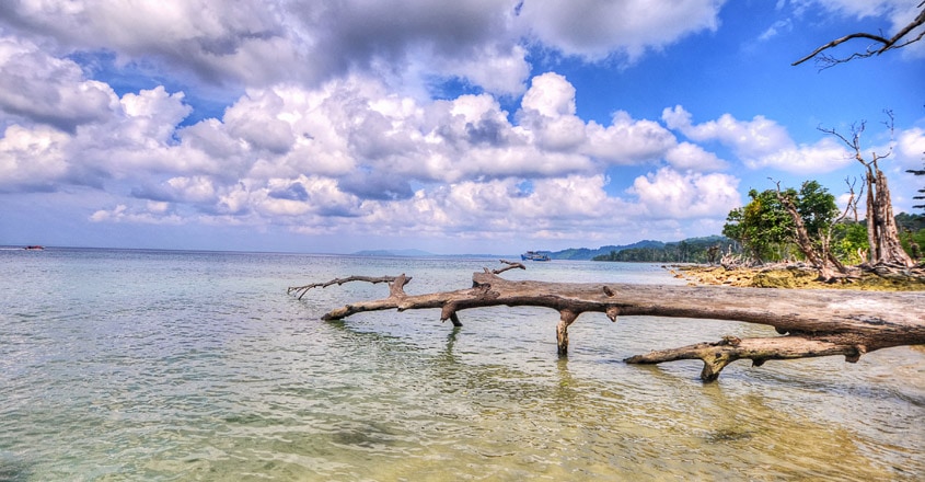 elephant-beach elephant-beach