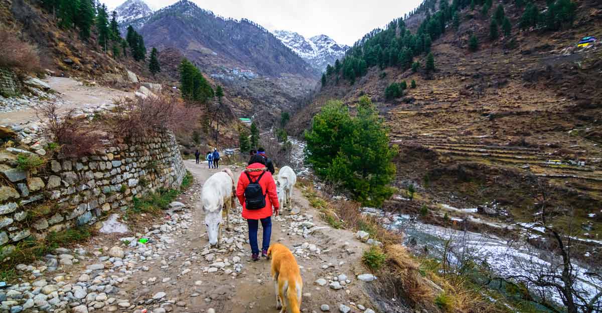 mountain-dog-traveller mountain-dog-traveller