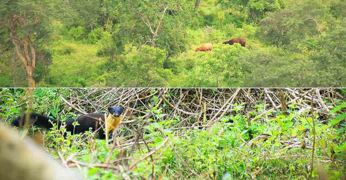 Tales behind two interesting wildlife snaps | Onmanorama Travel