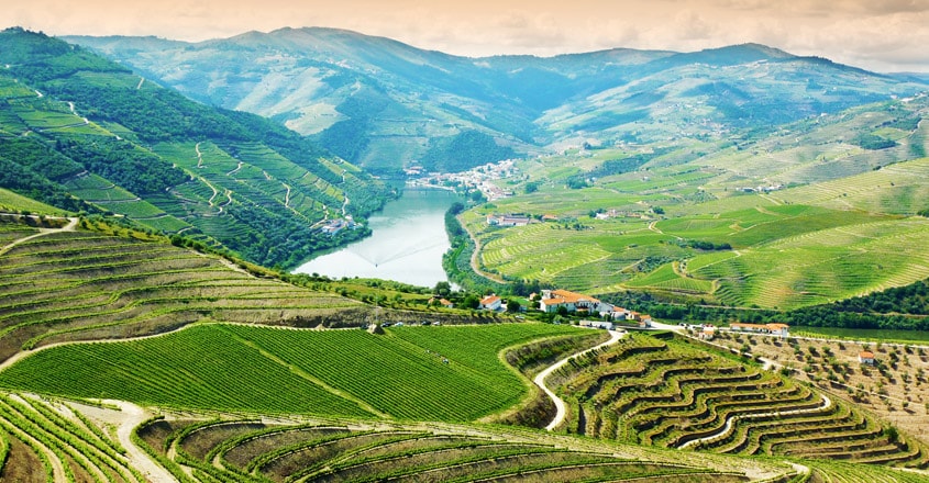 douro-wine douro-wine
