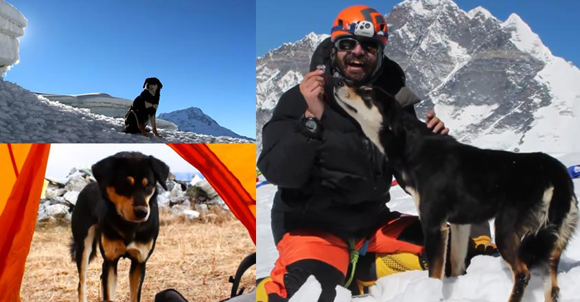 mountain dog mountain dog