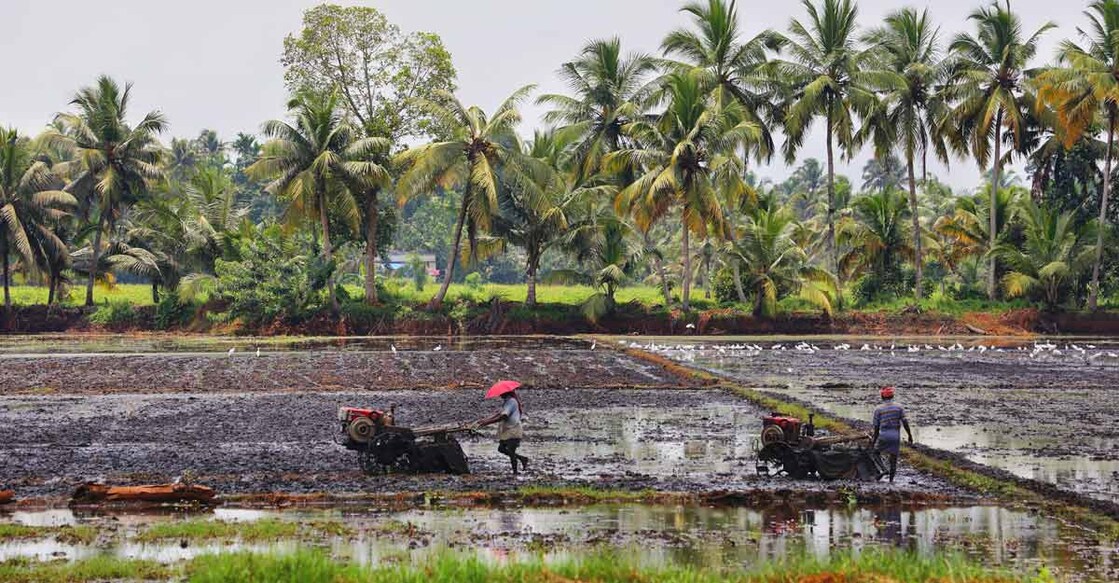 Paddy fields owners to get royalty
